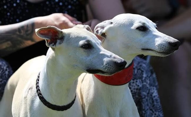 Draco - Deimos von Boitin und Ella - Epona von Boitin