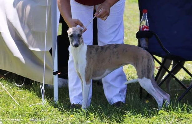 Lotte - Freya von Boitin