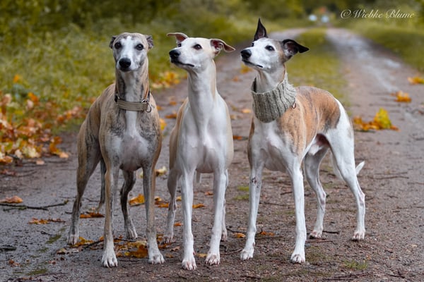 Frodo, Draco und Papa Monty