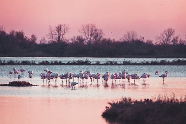 Herbst in Grado — Valle Cavanata_fenicotteri rosa © Ivan Regolin