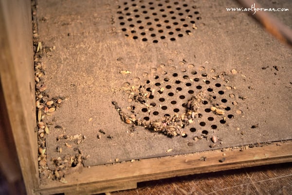 radio lorenz t rex imperator audiophon dan aetherman steampunk art