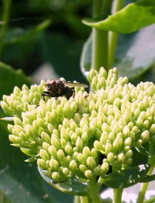 Eine Fliege auf einer Blüte