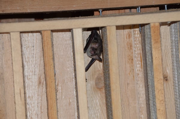 Großes Mausohr (Myotis myotis) ©Julian Treffler