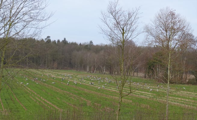 Zwischenstop auf dem Acke