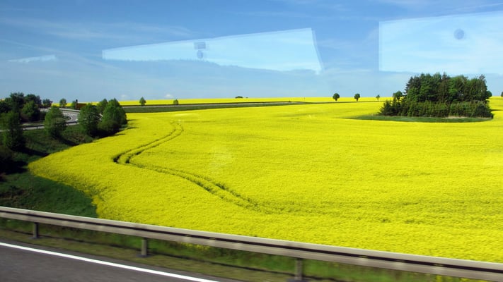 Sonntag: Blühende Rapsfelder auf der Fahrt nach Karlsbad in Tschechien