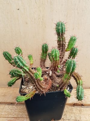 réf: 1610-1  Euphorbia Ferox