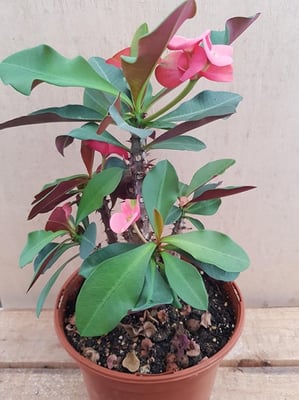 réf: 1605-1  Euphorbia Milii