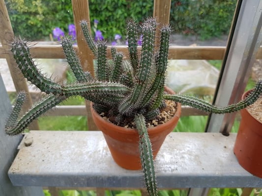 réf:1625-1 Euphorbia Baioensis