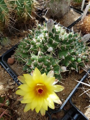 réf:401-1 photo prise le 17-05-2020