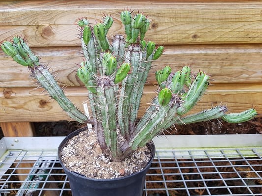 réf: 1600-1  Euphorbia Enopla