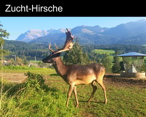 Zucht-Hirsche