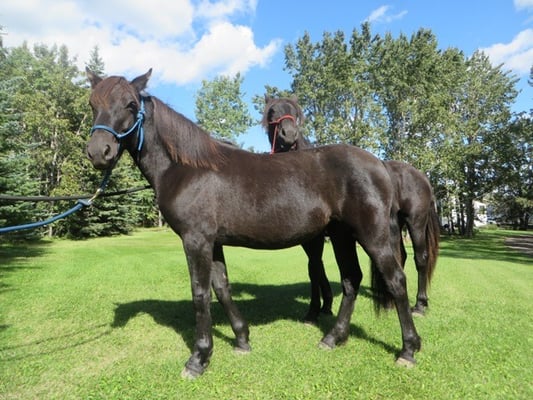 Blain Revelstoke  Ana