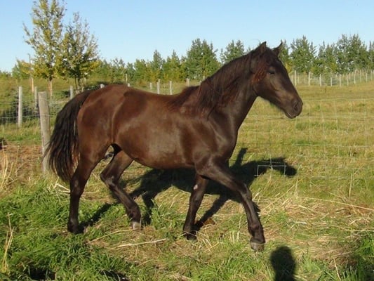 Blain Revelstoke Amoré