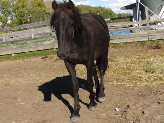 Blain Revelstoke Amigo