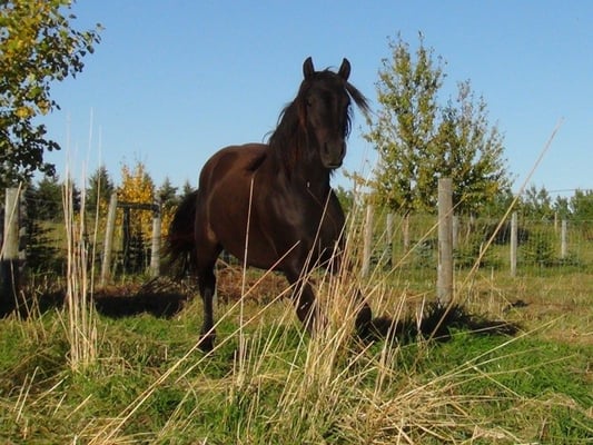 Blain Revelstoke Aphrodite