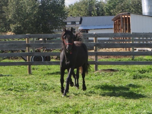 Blain Revelstoke Amethyst