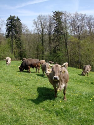 Kuhherde mit Stier, Biohof Rüebisberg