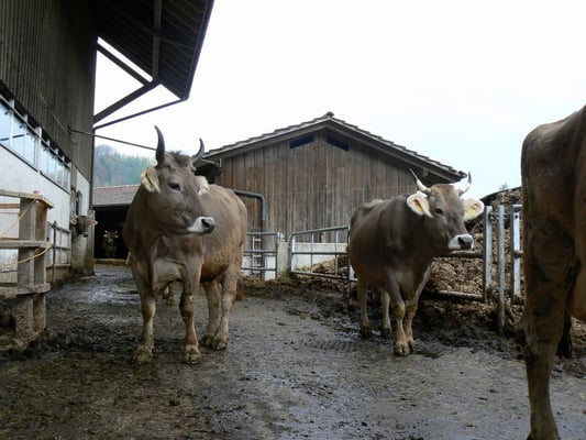 Kühe im Laufstall, Biohof Rüebisberg