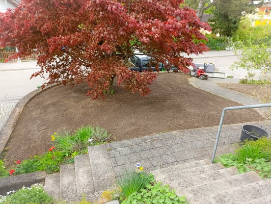 Dubach Garten Kundengärtner Blumenrasen