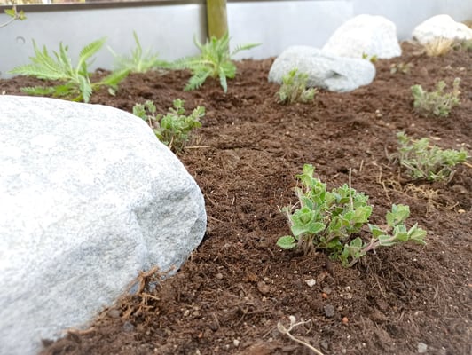 Dubach Garten Kundengärtner neue Rabatte