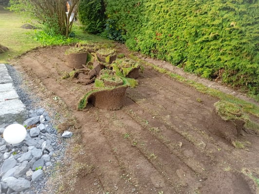 Dubach Garten Kundengärtner Blumenrasen