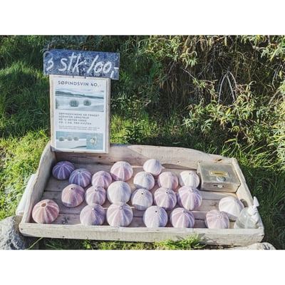 Die Gehäuse von Seeigeln, am Strand gefunden