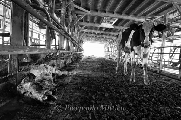 Abandoned farm, Namie,  Fukushima "No-Go Zone", Japan.