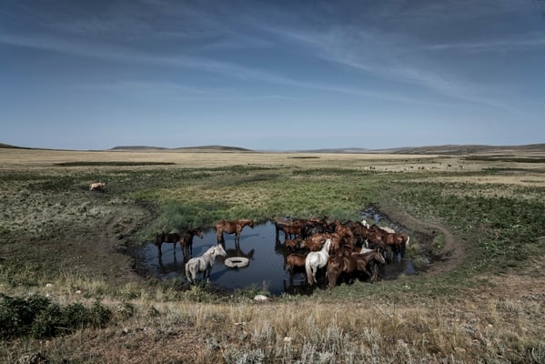 Breeding horses while grazing along the road leading to the polygon.