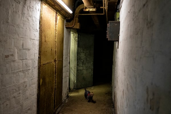 The dog of Daria inside the bunker