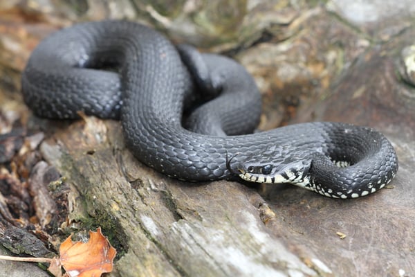 Foto: Hans-Joachim Fünfstück