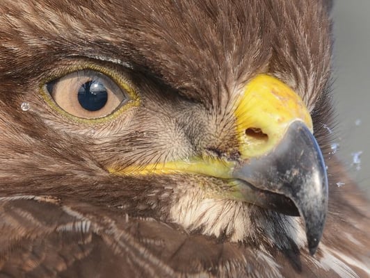 © Herbert Henderkes