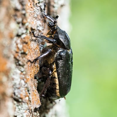 Alte Stieleichen bieten dem Eremiten ideale Lebensbedingungen. Foto: Ralph Sturm