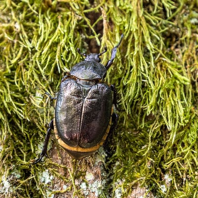 Der Nachweis des Eremiten gelang im Sommer 2025. Foto: Ralph Sturm