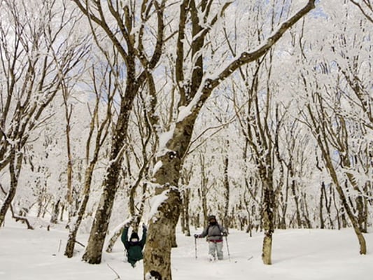 スノーシューイング