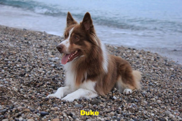 Duke
