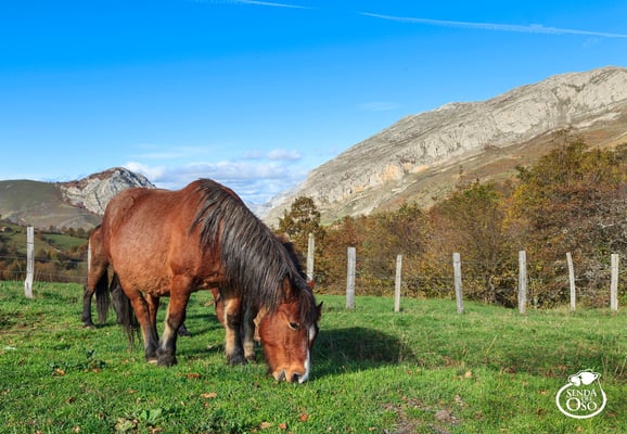 Hayedo de Montegrande en Otoño. #VallesDelOso