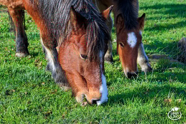 Hayedo de Montegrande en Otoño. #VallesDelOso