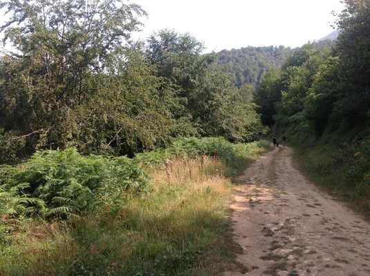 Hayedo de Montegrande. Teverga. Valles del Oso. Asturias