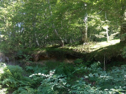 Hayedo de Montegrande. Teverga. Valles del Oso. Asturias