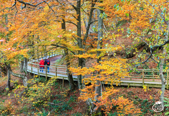 Hayedo de Montegrande en Otoño. #VallesDelOso