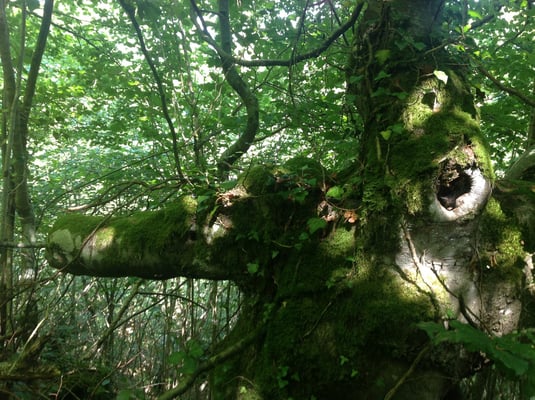 Hayedo de Montegrande. Teverga. Valles del Oso. Asturias