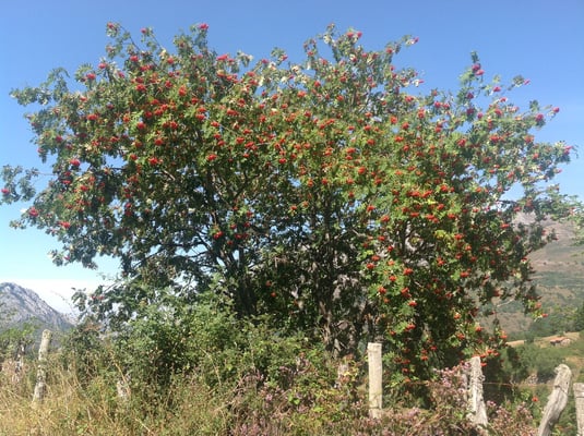 Hayedo de Montegrande. Teverga. Valles del Oso. Asturias