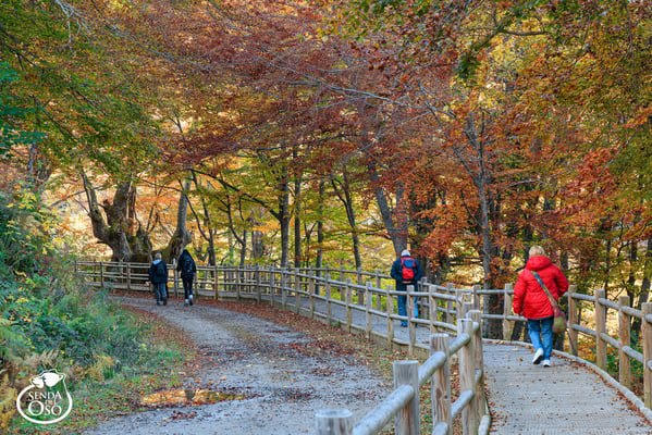 Hayedo de Montegrande en Otoño. #VallesDelOso
