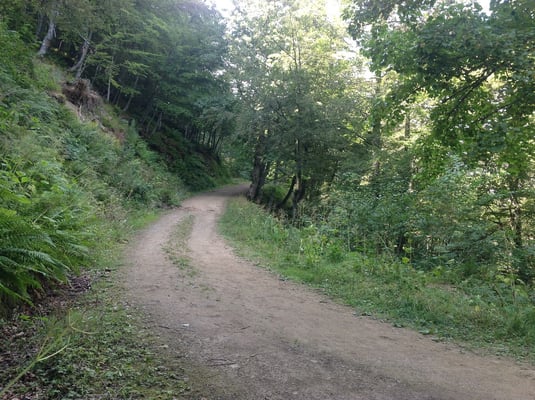 Hayedo de Montegrande. Teverga. Valles del Oso. Asturias
