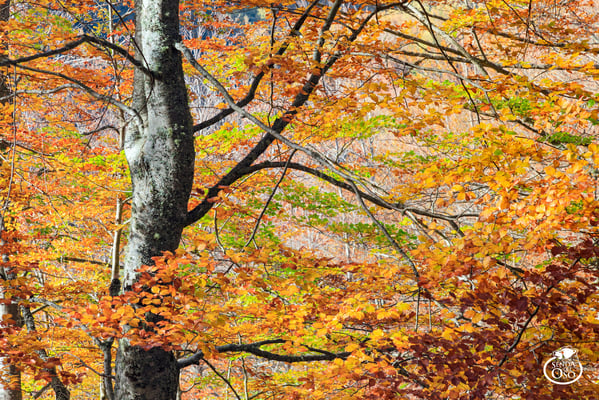 Hayedo de Montegrande en Otoño. #VallesDelOso