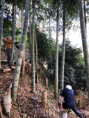 立派な青竹を切り出して