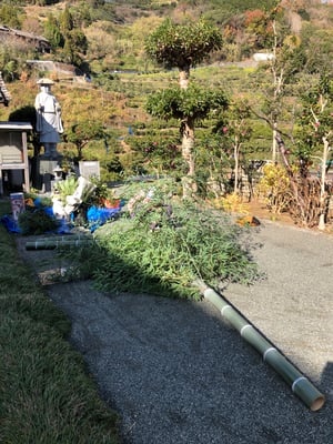 立派な青竹を切り出すところから