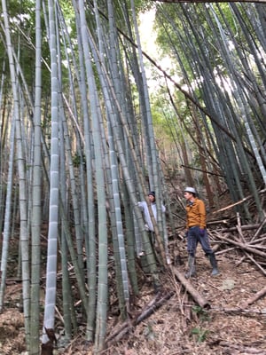 立派な青竹を切り出して