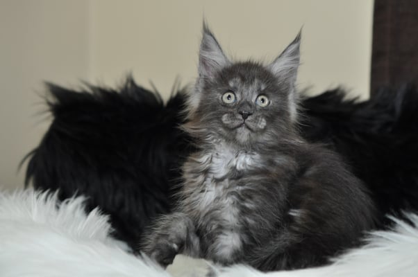 maine coon kitten