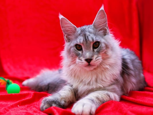 grey maine coon